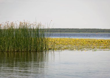 Sarı ve beyaz nilüferlerden oluşan bir çayır, Letonya, Burtnieki Gölü 'nün yüzeyini kaplar.