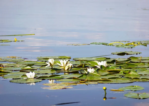 Lirio Agua Amarilla Blanca Hojas Lirio Verde Lago Burtnieks Letonia — Foto de Stock