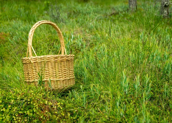 Paysage Avec Panier Osier Dans Tourbière Végétation Tourbière Fond Canneberge — Photo