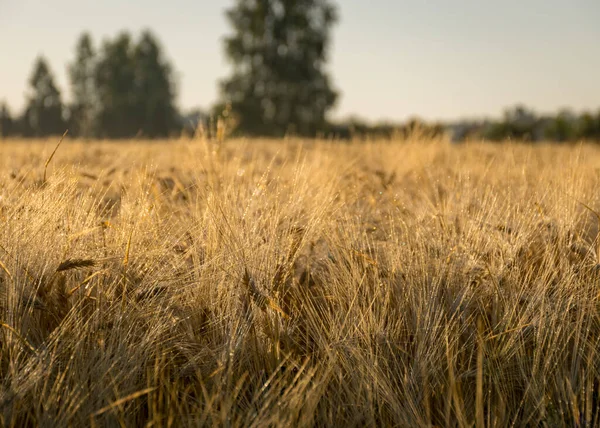 Consistenza Del Campo Cerealicolo Spighe Ora Legale — Foto Stock