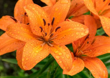 Güzel bir turuncu zambak çiçekli resim, yaz zamanı