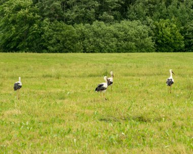 Güneşli yaz manzarası bir çayır ve bir leylek kolonisi, yaz zamanı.