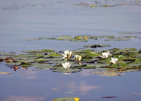 Lirio Agua Amarilla Blanca Hojas Lirio Verde Lago Burtnieks Letonia — Foto de Stock