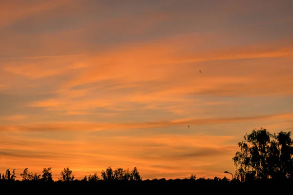 Colorful Sunset Skies Black Tree Silhouettes Summer Time — Stock Photo, Image