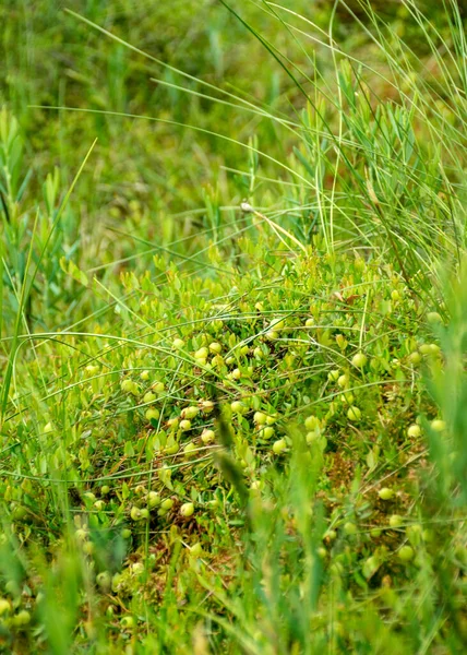 Canneberge Verte Herbe Verte Végétation Des Tourbières Heure Été — Photo