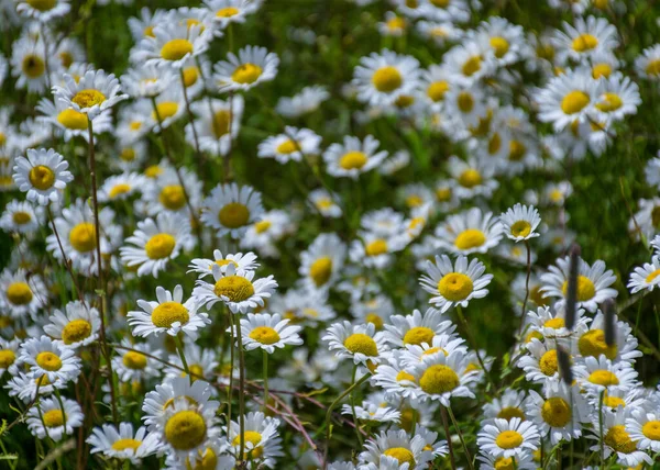 white daisy flower background, background wallpaper, field with daisies, summer time