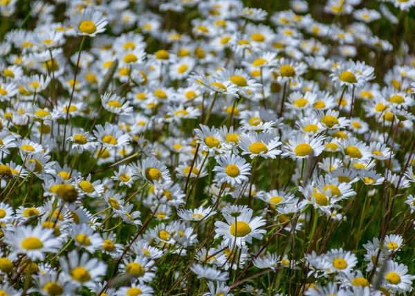 白いデイジーの花の背景背景壁紙白いデイジーのフィールド夏時間 — ストック写真