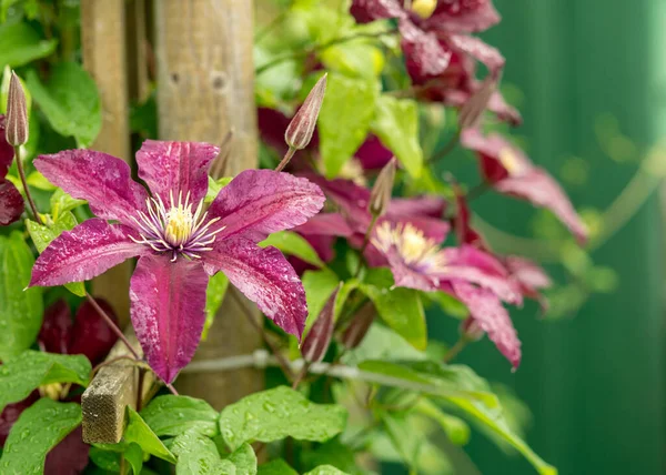 Hermoso Púrpura Clematis Flores Jardín Verano Después Lluvia Hora Verano —  Fotos de Stock