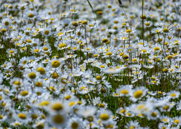 white daisy flower background, background wallpaper, field with daisies, summer time