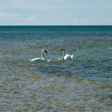 Kuğu ailesi denizde, geleneksel Saaremaa deniz manzarası, Saaremaa adası, Sorves yarımadası, Estonya