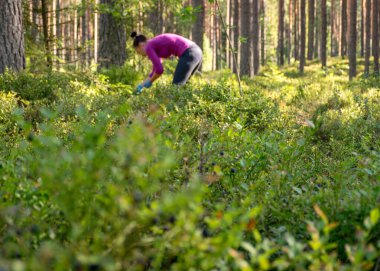 Ormanda böğürtlen toplama, orman bitki örtüsü, yaz zamanı