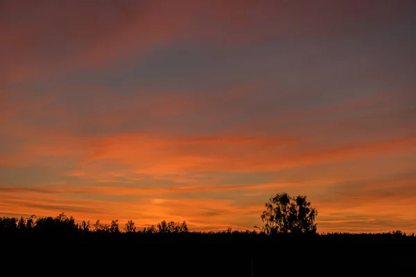 Farbenfroher Sonnenuntergangshimmel Und Schwarze Baumsilhouetten Sommerzeit — Stockfoto