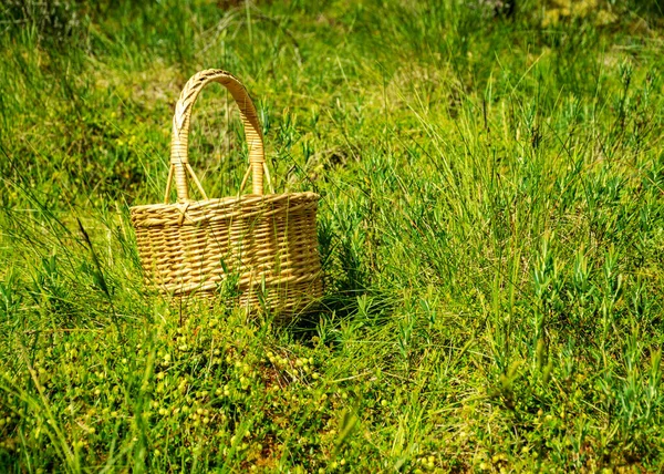 Krajina Proutěným Košem Bažině Bažinatá Vegetace Zelené Brusinkové Pozadí Bažinaté — Stock fotografie