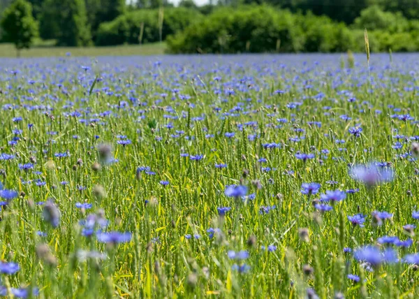 Słoneczny Letni Krajobraz Niebieskim Polem Kukurydzy Tapety Tło Kwiat Kukurydzy — Zdjęcie stockowe