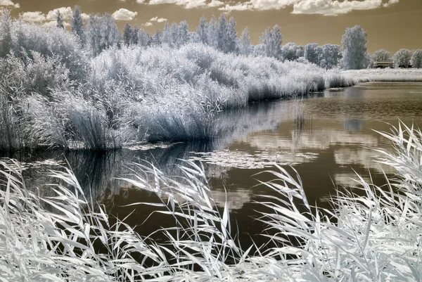 sunny summer landscape, infrared photo snowy tree amazing nature lake reflection, unusual surreal view, infrared photography