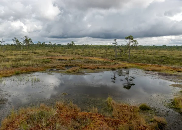 Sunny Summer Landscape Swamp White Cumulus Clouds Reflect Dark Swamp — Stock Photo, Image