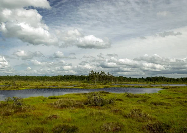 Landscape Swamp Sunny Summer Day Bog Vegetation Trees Mosses Ponds — Stock Photo, Image
