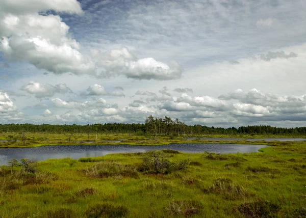 Landskap Från Träsk Solig Sommardag Med Mossvegetation Träd Mossor Och — Stockfoto