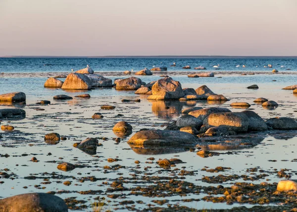 Wunderschöne Sonnenuntergangslandschaft Von Einem Traditionellen Felsstrand Auf Der Insel Saaremaa — Stockfoto