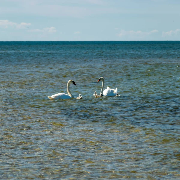 Schwanenfamilie Auf See Traditionelle Saaremaa Meereslandschaft Insel Saaremaa Halbinsel Sorves — Stockfoto