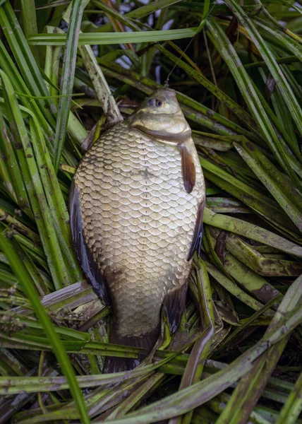 Foto Mit Fischen Seeufer Fischfang Der Halle Sommer Wasser — Stockfoto