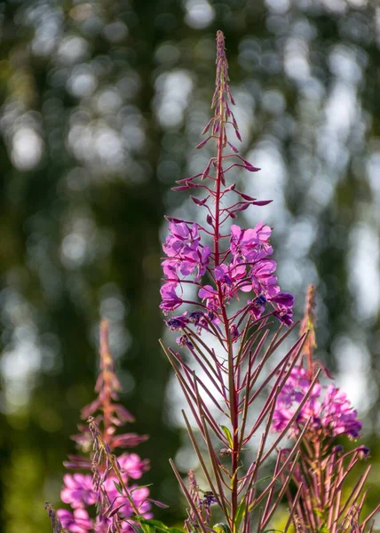 Fragmentos Flores Cor Rosa Fundo Borrado Hora Verão — Fotografia de Stock