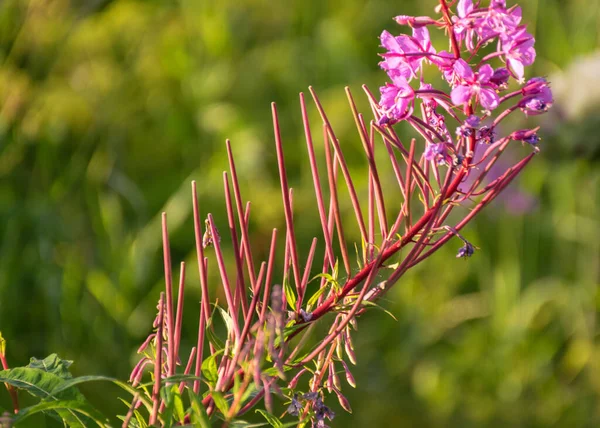 Bulanık Arkaplanda Pembe Çiçek Parçaları Yaz Zamanı — Stok fotoğraf