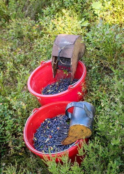 Emmers Met Geplukte Bosbessen Een Donzige Bosachtergrond Bessenplukapparaat Bessenplukgereedschap Een — Stockfoto