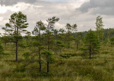Geleneksel bataklık manzarası bir yaz günü, bataklık bitkisi, rüzgarlı hava, Nigula Doğa Rezervi, Estonya