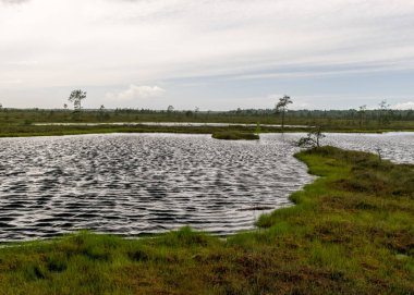 Bataklık gölünden rüzgarlı yaz manzarası, göl suyunun rüzgarı ve türbülansı, göl kıyısı, rüzgardaki ağaçlar, yazın bataklık gölü