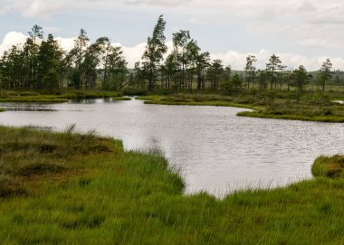 Göz kamaştırıcı bataklık manzaralı manzara. Güzel bulutlar. Bataklıktaki güzel doğa manzarası. Gölet, çam, yosun. Güneşli bir gün. Tipik bir Batı Estonya bataklığı. Nigula Doğa Koruma Alanı