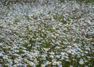 Beyaz papatya çiçeği arkaplanı, arka plan duvar kağıdı, papatya tarlası, yaz zamanı.