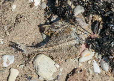 Çakıl taşlı arka planda ölü balık iskeleti parçaları olan resim, Baltık Denizi kıyısı, Estonya