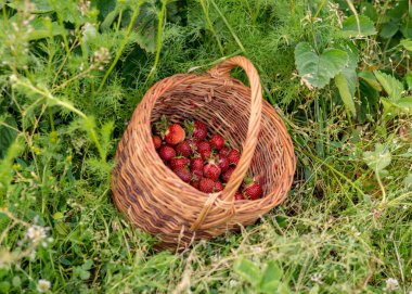 Hasır bir sepette sulu çilekler, yeşil çimen arka plan, yaz kırsal
