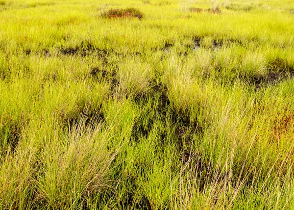 Traditionelle Moorvegetation Hintergrund Moorgras Pflanzen Wasser Moos Sommer Moor — Stockfoto