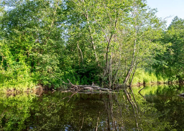 Zielony Letni Krajobraz Małą Leśną Rzeką Niską Rzeką Spokój Letni — Zdjęcie stockowe