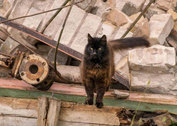 Paisaje Con Gatos Negros Fragmentos Ruinas Ladrillo Blanco Sobre Fondo —  Fotos de Stock