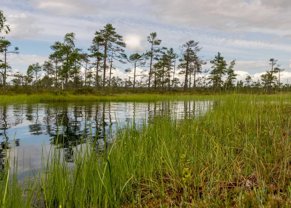 景色迷人的沼泽景观 美丽的云彩沼泽 苔藓中美丽的自然景观 阳光灿烂的日子 典型的西爱沙尼亚沼泽 Nigula自然保护区 — 图库照片