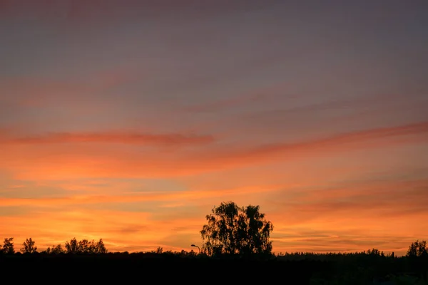 Colorful Sunset Skies Black Tree Silhouettes Summer Time — Stock Photo, Image