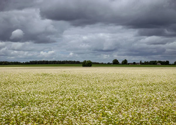 Beau Paysage Avec Champ Sarrasin Fleurs Sarrasin Blanc Forêt Trouble — Photo