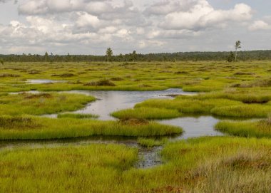 Göz kamaştırıcı bataklık manzaralı manzara. Güzel bulutlar. Bataklıktaki güzel doğa manzarası. Gölet, çam, yosun. Güneşli bir gün. Tipik bir Batı Estonya bataklığı. Nigula Doğa Koruma Alanı