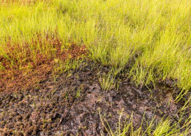 Geleneksel bataklık bitki örtüsü arka planı, bataklık otları, bitkiler, su, yosun, bataklıkta yaz mevsimi