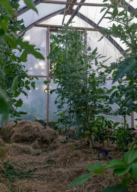 Serada domates fidanları ve çiçeklerle çekilmiş bir fotoğraf bulanık bir arka plan, yaz bahçesi.