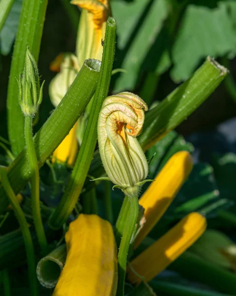 Καλοκαιρινό Τοπίο Κίτρινα Λουλούδια Κολοκύθας Στον Καλοκαιρινό Κήπο — Φωτογραφία Αρχείου