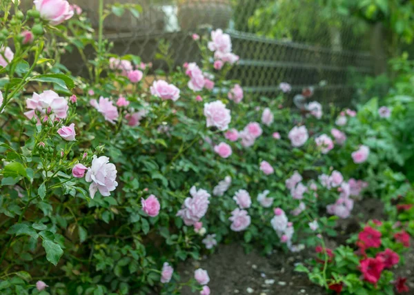 beautiful pink roses, rose bush near the yard, summer garden
