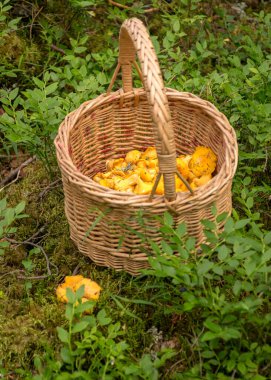 Orman bitkilerinin arka planında hasır mantar sepeti sepeti sepette sarı kantarlar, mantar toplama zamanı, ormanda yaz mevsimi.