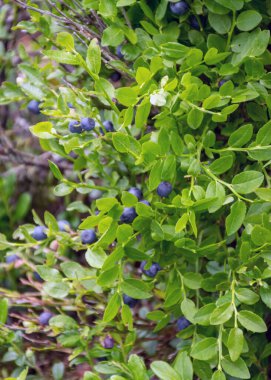 Orman bitkilerinin arka planında yabanmersini çalıları, böğürtlen toplama zamanı, ormanda yaz mevsimi.