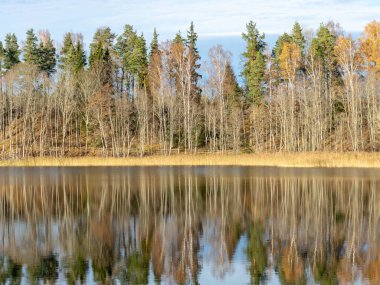 Sonbahar manzarası güzel renkli ağaçlar ve göldeki yansımalar Letonya 'da sonbahar.