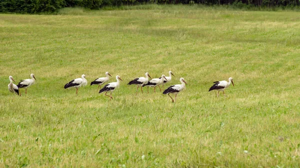 Paysage Été Ensoleillé Avec Une Prairie Une Colonie Cigognes Heure — Photo