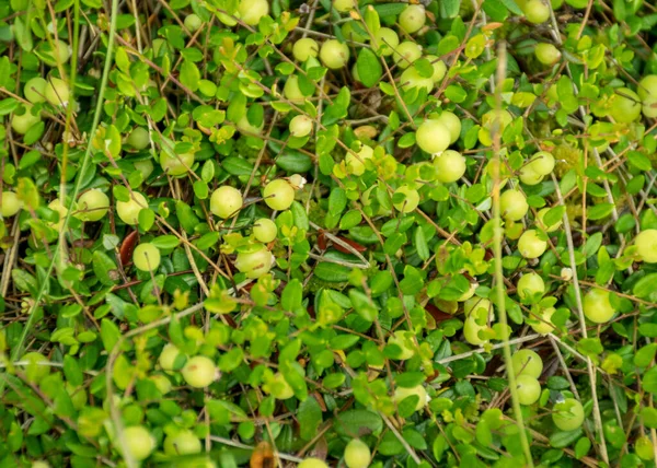 Canneberge Verte Herbe Verte Végétation Des Tourbières Heure Été — Photo